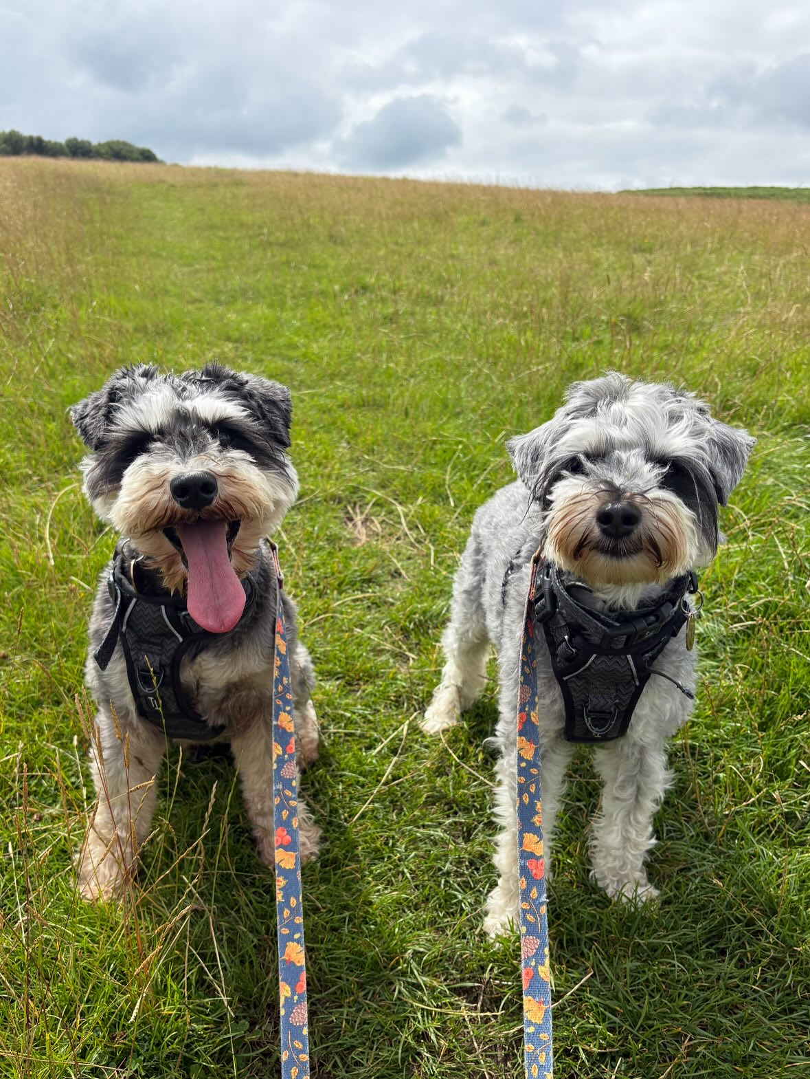 solo walks